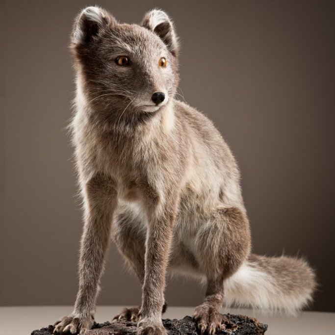 cld100416_safnahus_0019