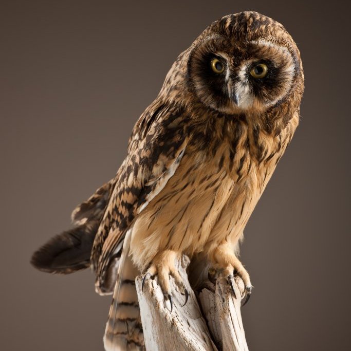 cld100416_safnahus_0028