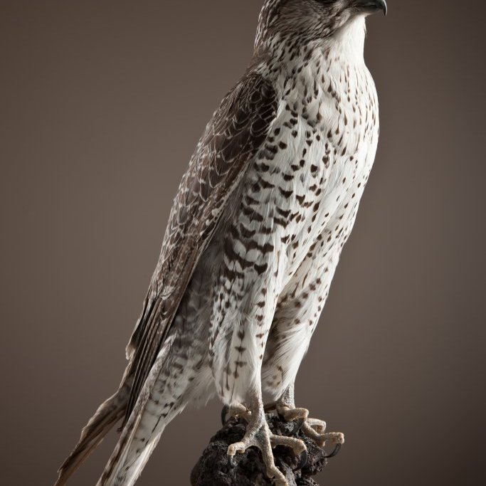 cld100416_safnahus_0030