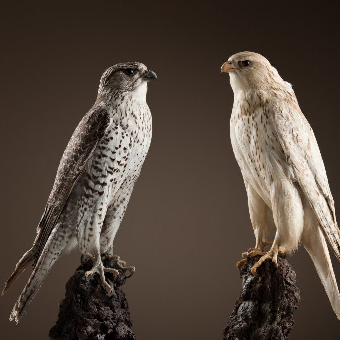 cld100416_safnahus_0041