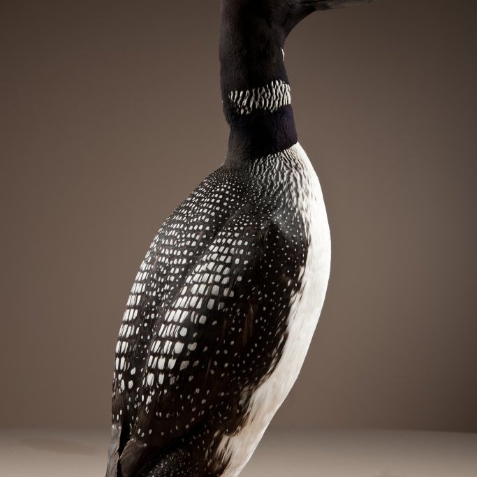 cld100416_safnahus_0051