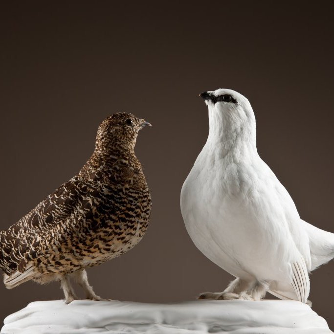 cld100416_safnahus_0056