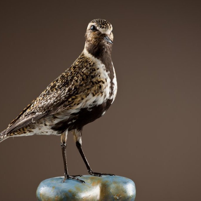 cld100416_safnahus_0061