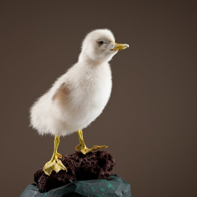 cld100416_safnahus_0066