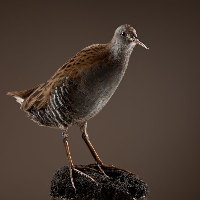 cld100416_safnahus_0071