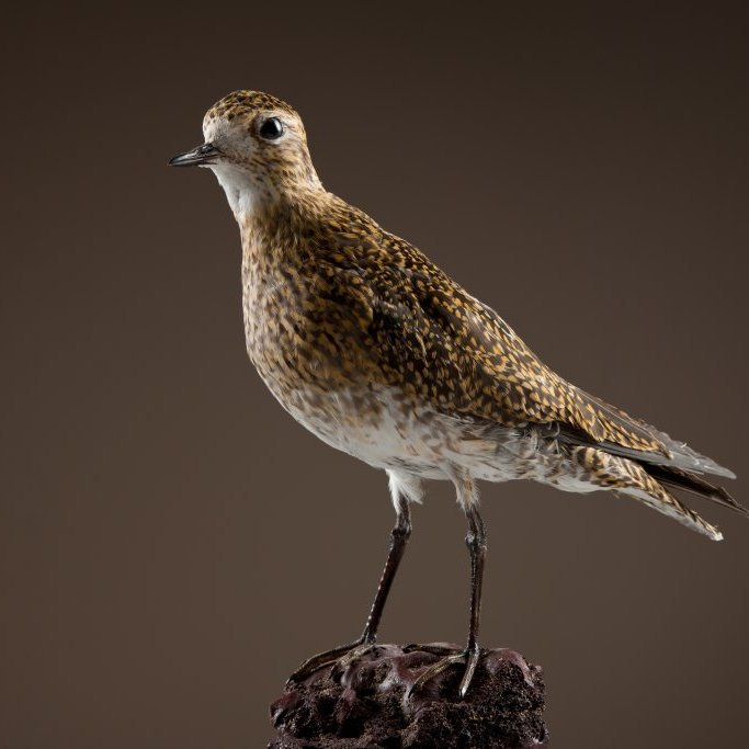 cld100416_safnahus_0072