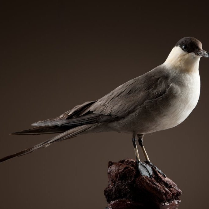 cld100416_safnahus_0073