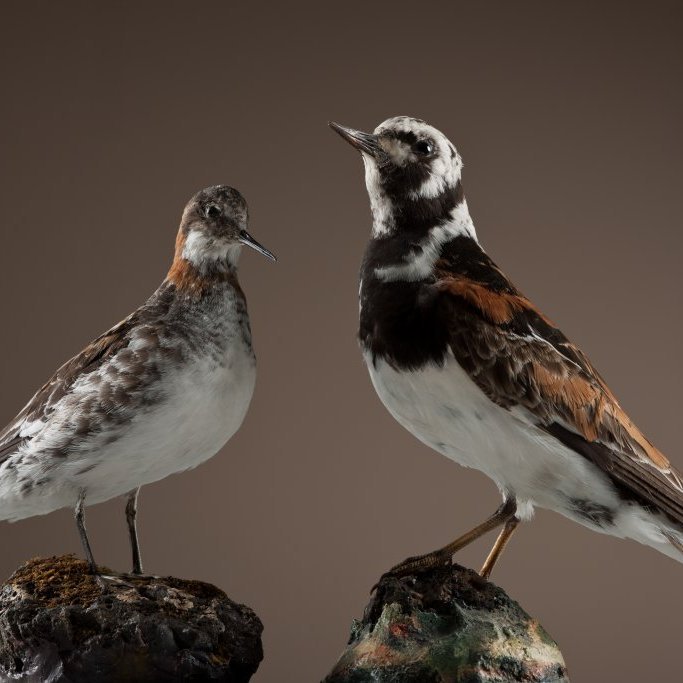 cld100416_safnahus_0080