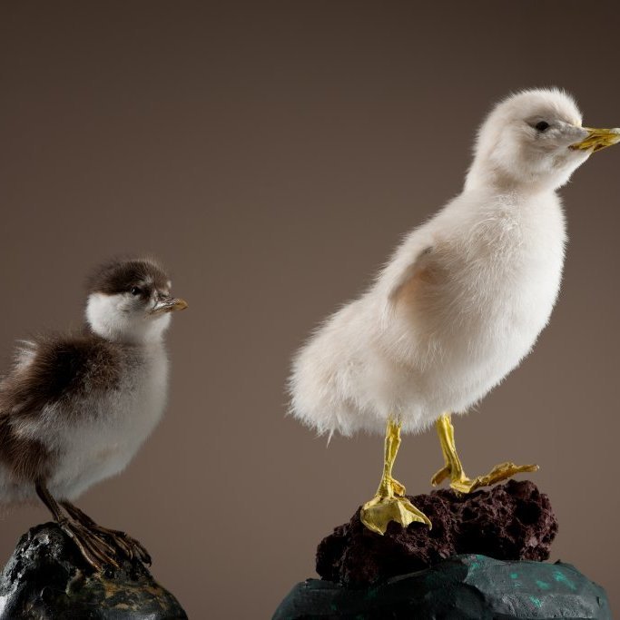 cld100416_safnahus_0081