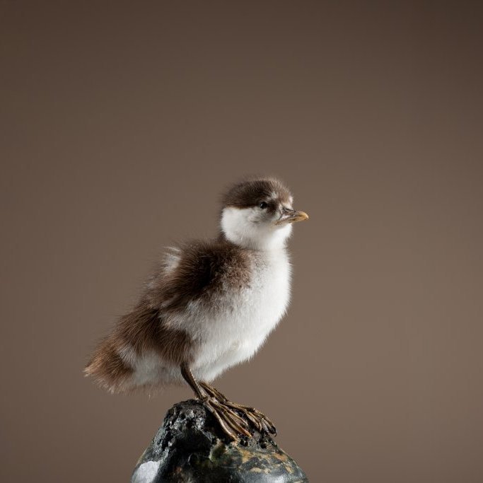 cld100416_safnahus_0083