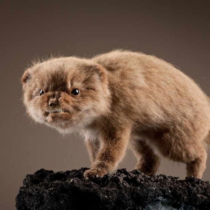 cld100416_safnahus_0084