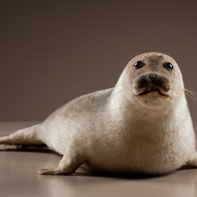 cld100416_safnahus_0092