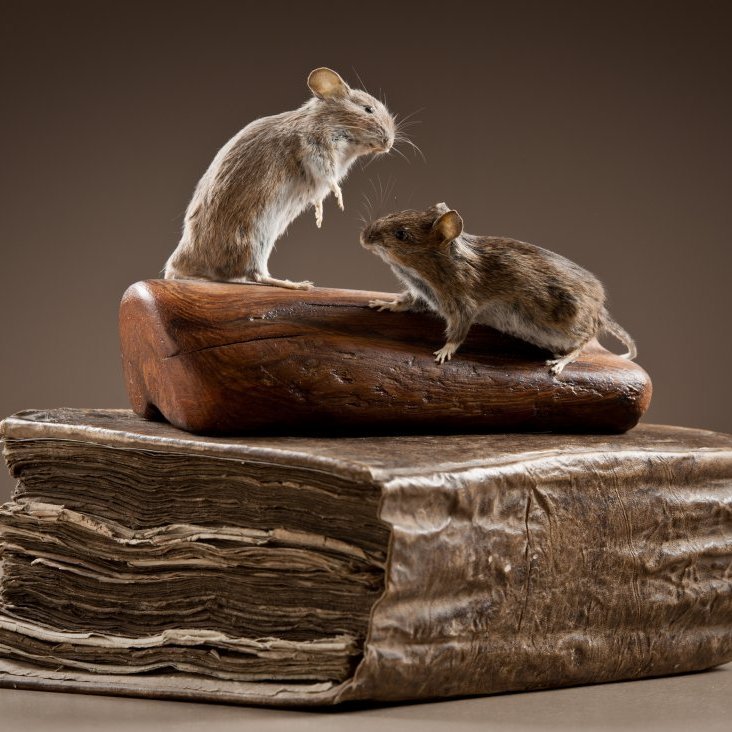 cld100416_safnahus_0094