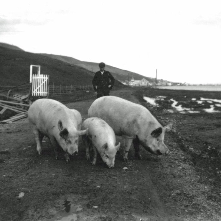 Svínahirðir á Akureyri.