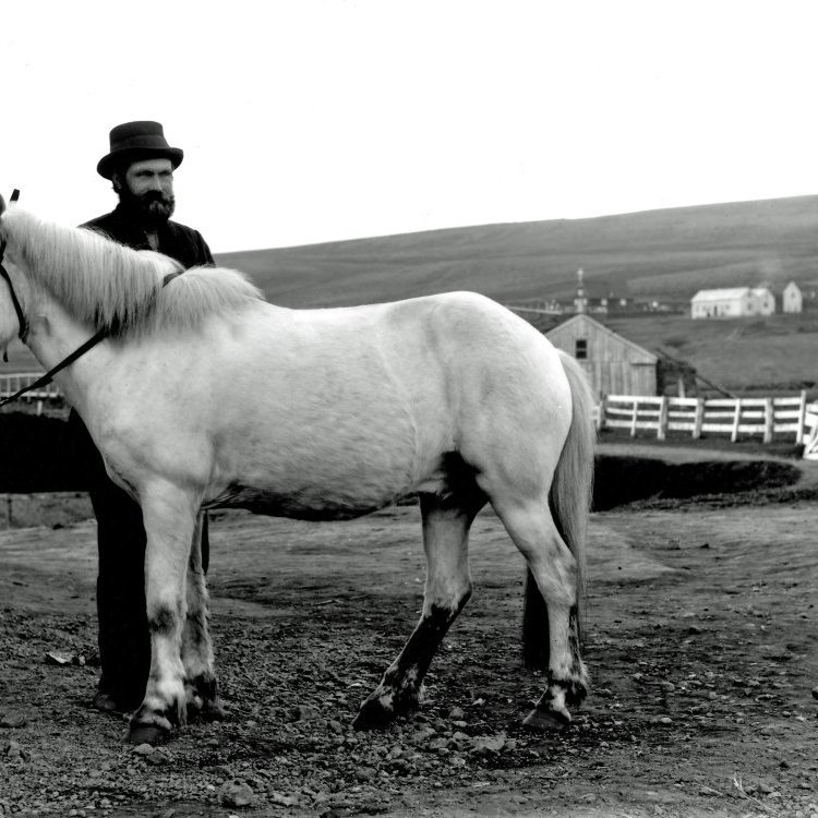 Aðalgeir Davíðsson á Stóru-Laugum og hestur hans Sörli. Gamla Húsavíkurkirkjan í bakgrunni ásamt Gamla Húsavík (prestsetrið) sem var endurbyggt laust eftir 1880 af Jóni Pálssyni fyrir séra Kjartan Einarsson. Hesthús Sigurðar Bjarklind sést fyrir aftan hestinn.