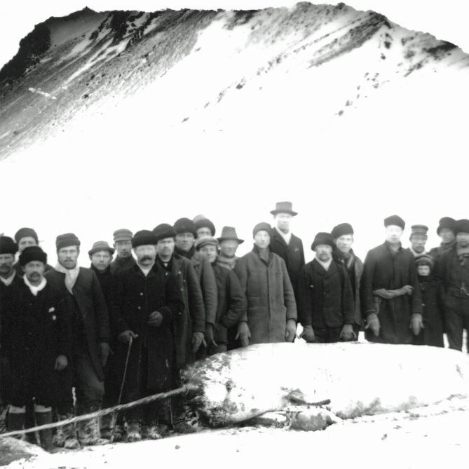 Náhvalur rekinn í Tungufjöru á Tjörnesi árið 1898, 23 hvalskurðarmenn eru til mættir til  starfa