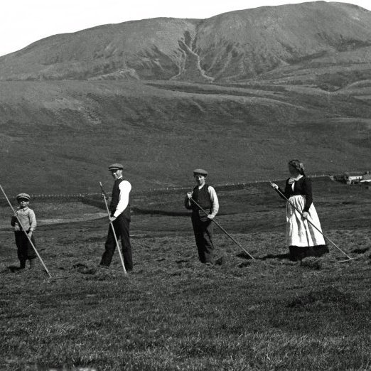 Við heyskap í reitnum.