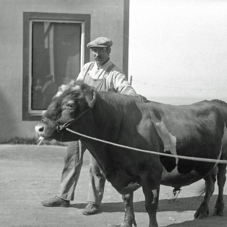 Grímur Sigurjónsson með naut. 1933.